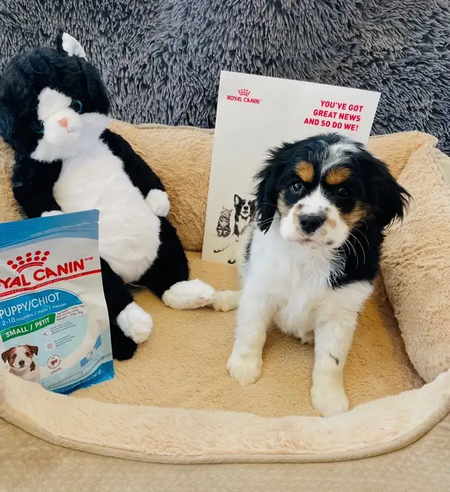 Cavalier King Charles Spaniel Boy