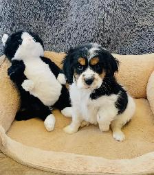 Cavalier King Charles Spaniel Boy - Photo 2