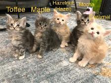 Meet Your Future Gentle Giant – Purebred Maine Coon Kittens
