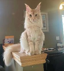 Meet Your Future Gentle Giant – Purebred Maine Coon Kittens - Photo 4