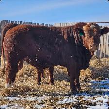 Registered yearling simmental bull