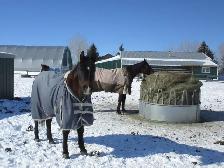 HORSE BOARDING - $235 per Month includes Feed. Sorry No Arena. - Photo 4