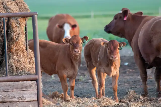Farm Laborer - Wheatcrest Farms - Photo 2