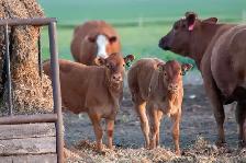 Farm Laborer - Wheatcrest Farms - Photo 2