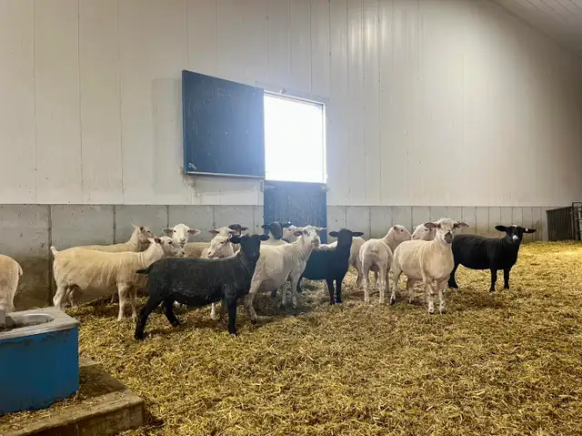 Farm Laborer - Wheatcrest Farms - Photo 3