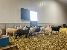 Farm Laborer - Wheatcrest Farms - Photo 3