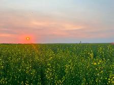 Farm Laborer - Wheatcrest Farms - Photo 4