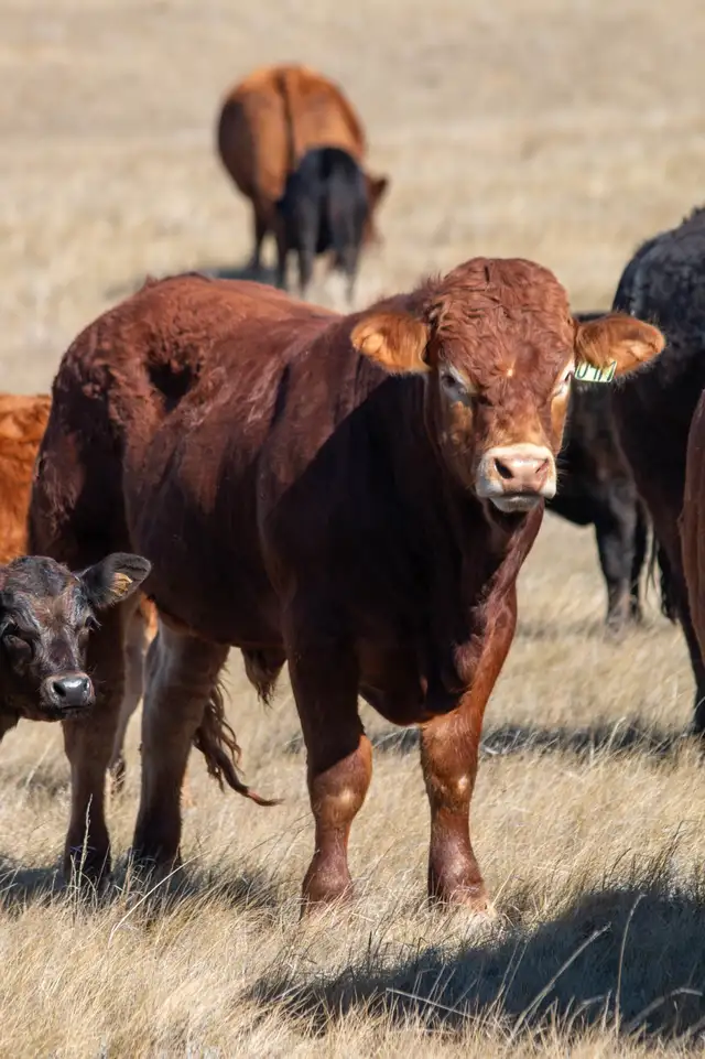 Farm Laborer - Wheatcrest Farms - Photo 6