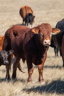 Farm Laborer - Wheatcrest Farms - Photo 6
