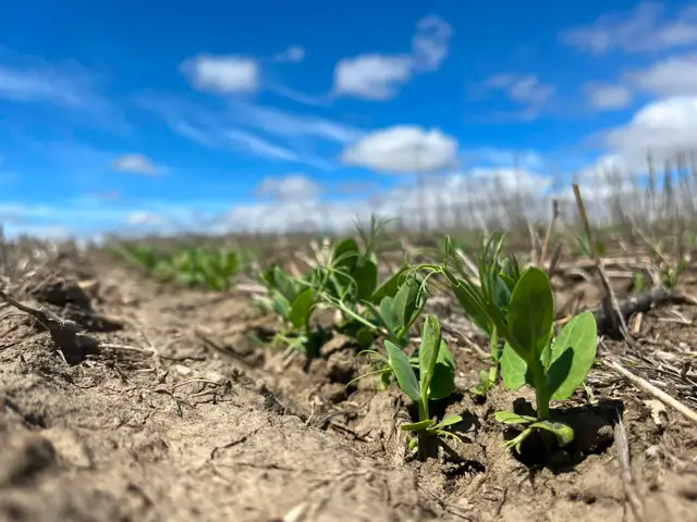 Farm Laborer - Wheatcrest Farms - Photo 7