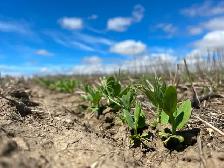 Farm Laborer - Wheatcrest Farms - Photo 7