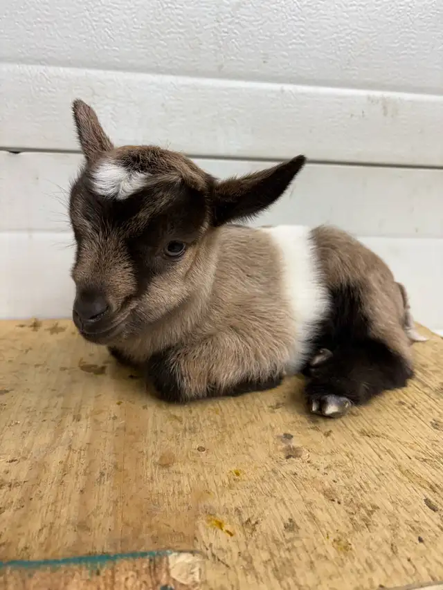 Nigerian Dwarf Goats
