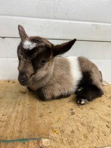 Nigerian Dwarf Goats