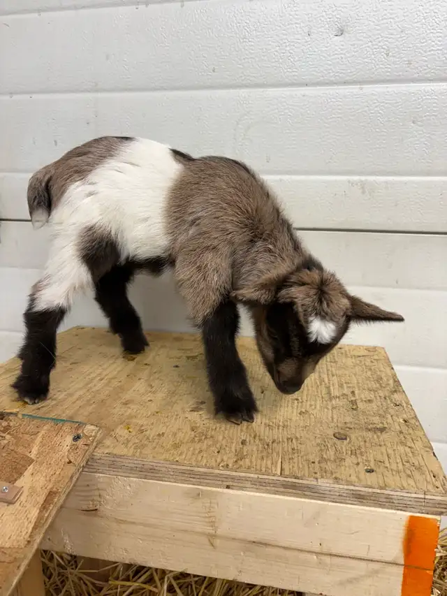 Nigerian Dwarf Goats - Photo 2