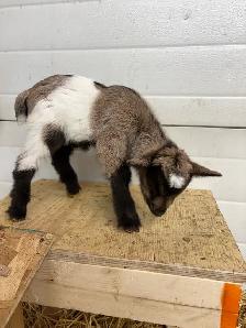 Nigerian Dwarf Goats - Photo 2
