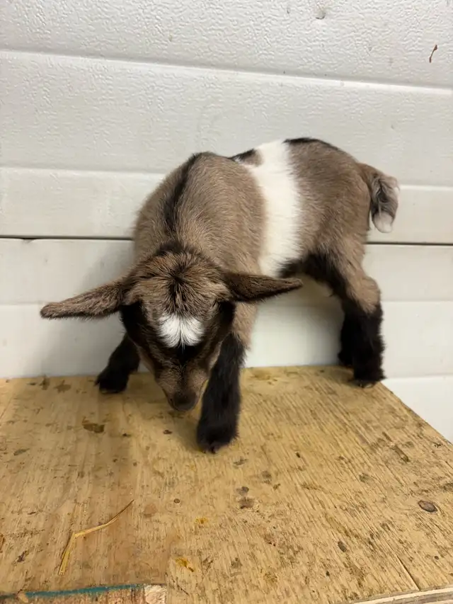 Nigerian Dwarf Goats - Photo 3