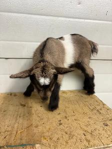 Nigerian Dwarf Goats - Photo 3