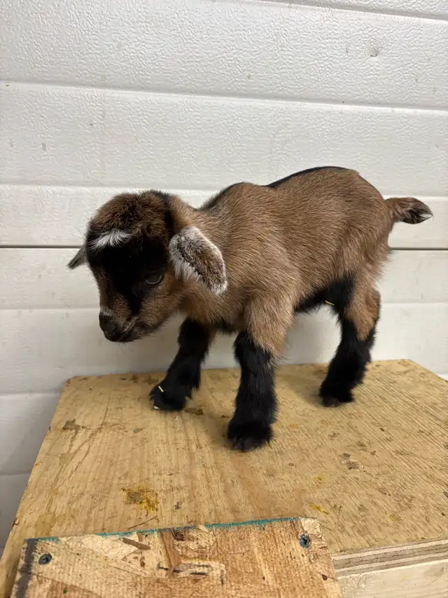 Nigerian Dwarf Goats - Photo 4