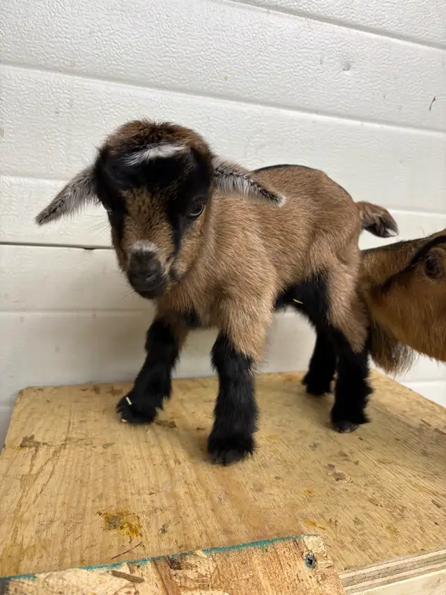 Nigerian Dwarf Goats - Photo 5