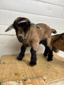 Nigerian Dwarf Goats - Photo 5