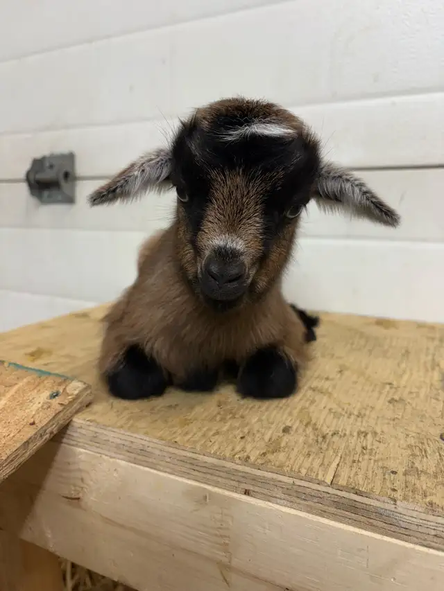 Nigerian Dwarf Goats - Photo 6