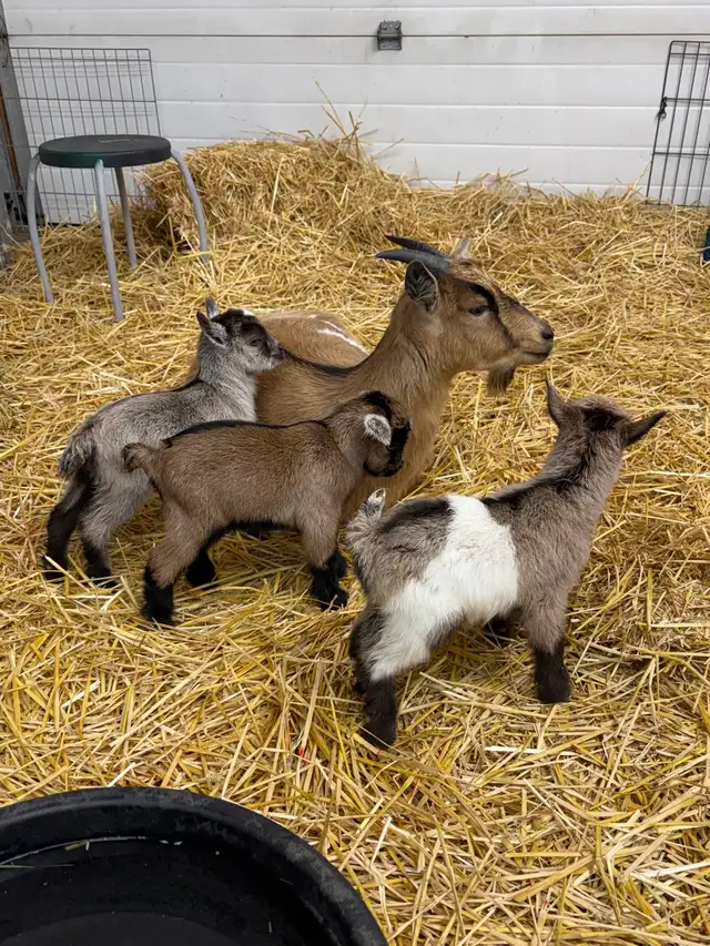 Nigerian Dwarf Goats - Photo 7
