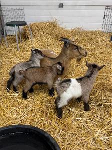 Nigerian Dwarf Goats - Photo 7