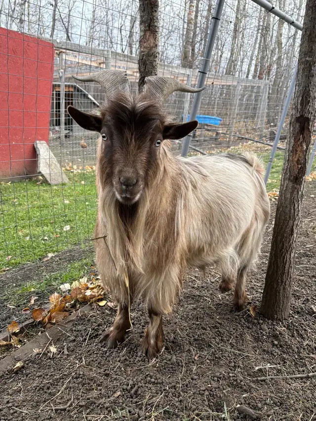 Nigerian Dwarf Goats - Photo 8