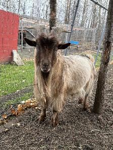 Nigerian Dwarf Goats - Photo 8