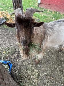 Nigerian Dwarf Goats - Photo 9