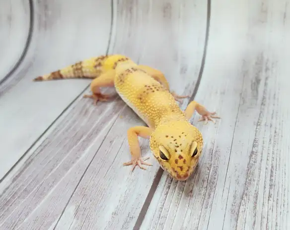 gecko leopard hybino