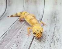 gecko leopard hybino