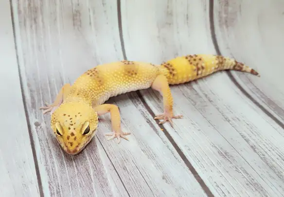 gecko leopard hybino - Photo 2