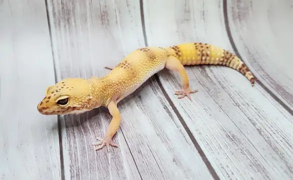 gecko leopard hybino - Photo 3