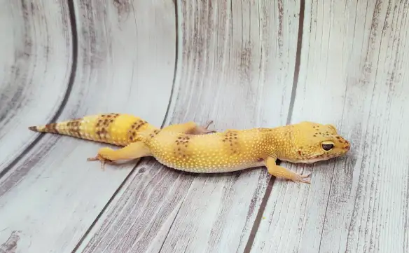 gecko leopard hybino - Photo 4