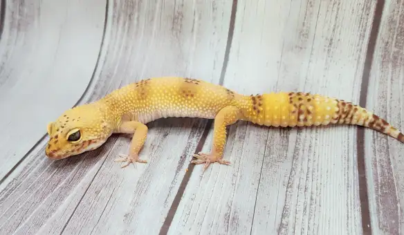 gecko leopard hybino - Photo 5