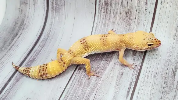 gecko leopard hybino - Photo 6