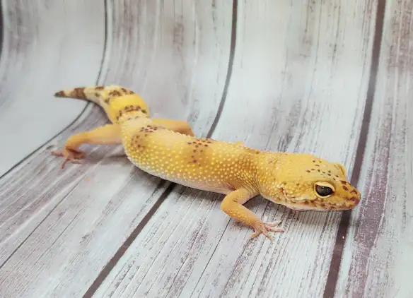 gecko leopard hybino - Photo 7