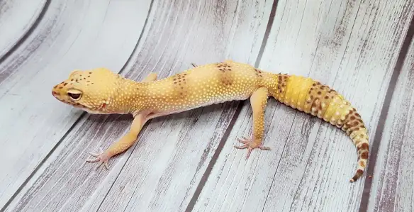 gecko leopard hybino - Photo 8