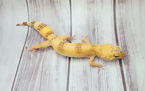 gecko leopard hybino - Photo 9