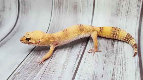 gecko leopard hybino - Photo 10