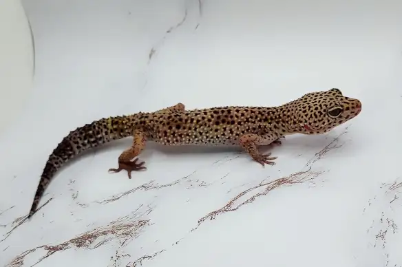 gecko leopard regulier