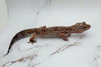 gecko leopard regulier