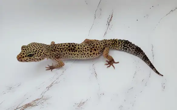 gecko leopard regulier - Photo 2
