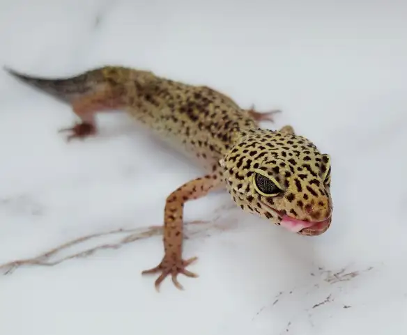 gecko leopard regulier - Photo 3