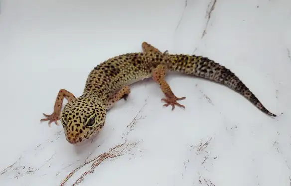 gecko leopard regulier - Photo 4