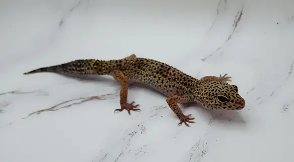 gecko leopard regulier - Photo 8