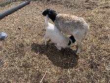 Beautiful Easter, Lambs - Photo 2