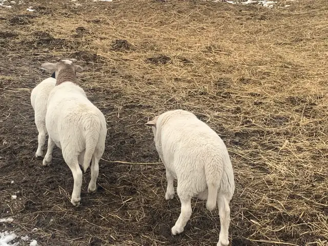 Beautiful Easter, Lambs - Photo 3