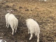 Beautiful Easter, Lambs - Photo 3